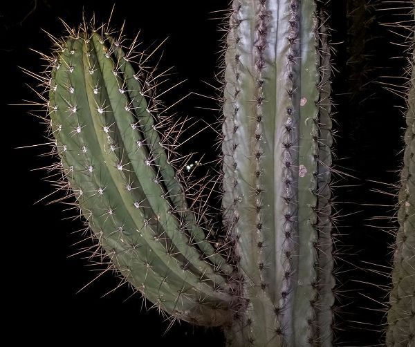 Arizona-Phoenix Illuminated saguaro cactus at night